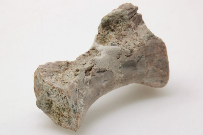 Triassic, Theropod Dinosaur (Coelophysis) Vertebra - Arizona #198229